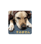 ラブラドルございます（個別スタンプ：5）