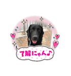 ラブラドルございます（個別スタンプ：6）