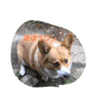 犬ティミィー（個別スタンプ：1）