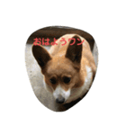 犬ティミィー（個別スタンプ：2）