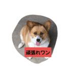 犬ティミィー（個別スタンプ：3）