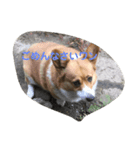 犬ティミィー（個別スタンプ：4）