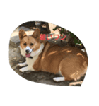 犬ティミィー（個別スタンプ：5）