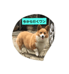 犬ティミィー（個別スタンプ：6）
