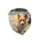 犬ティミィー（個別スタンプ：7）