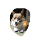 犬ティミィー（個別スタンプ：8）