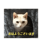 ごまぞースタンプ2（個別スタンプ：2）
