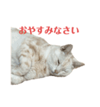 ごまぞースタンプ2（個別スタンプ：3）