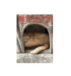 ごまぞースタンプ2（個別スタンプ：6）