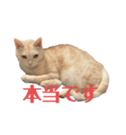 ごまぞースタンプ2（個別スタンプ：11）