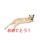 ごまぞースタンプ2（個別スタンプ：19）