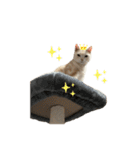 ごまぞースタンプ2（個別スタンプ：32）