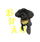 プードルのコナン君（個別スタンプ：5）
