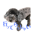 プードルのコナン君（個別スタンプ：6）