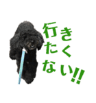 プードルのコナン君（個別スタンプ：7）