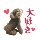 プードルのコナン君（個別スタンプ：9）
