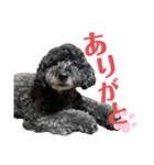 プードルのコナン君（個別スタンプ：12）