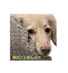 カニンヘンダックス1（個別スタンプ：1）