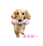 カニンヘンダックス1（個別スタンプ：7）