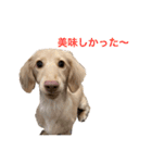 カニンヘンダックス1（個別スタンプ：8）