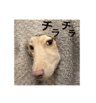 カニンヘンダックス1（個別スタンプ：13）
