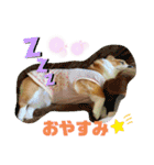 corgi☆マンデースタンプ③（個別スタンプ：7）