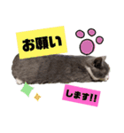 小福です♥（個別スタンプ：25）