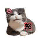 小福です♥（個別スタンプ：38）