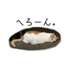 ダラけてるコムギ。（個別スタンプ：18）