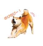 柴犬だいさんのスタンプ（個別スタンプ：1）