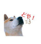 柴犬だいさんのスタンプ（個別スタンプ：2）