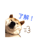 柴犬だいさんのスタンプ（個別スタンプ：3）