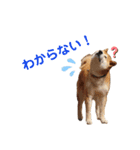 柴犬だいさんのスタンプ（個別スタンプ：4）
