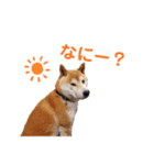 柴犬だいさんのスタンプ（個別スタンプ：5）