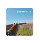 柴犬だいさんのスタンプ（個別スタンプ：7）