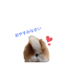 柴犬だいさんのスタンプ（個別スタンプ：8）