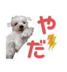マフのマフマフ（個別スタンプ：8）