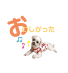 マフのマフマフ（個別スタンプ：11）