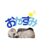 マフのマフマフ（個別スタンプ：12）