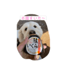 ここたの日常2（個別スタンプ：6）