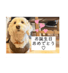 ここたの日常2（個別スタンプ：11）