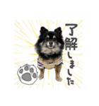 ポメチワ ブラックタン キジトラ 犬猫（個別スタンプ：1）