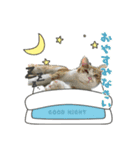 ポメチワ ブラックタン キジトラ 犬猫（個別スタンプ：2）