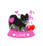 ポメチワ ブラックタン キジトラ 犬猫（個別スタンプ：4）