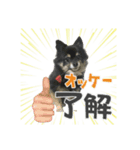 ポメチワ ブラックタン キジトラ 犬猫（個別スタンプ：5）