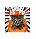 ポメチワ ブラックタン キジトラ 犬猫（個別スタンプ：6）