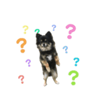 ポメチワ ブラックタン キジトラ 犬猫（個別スタンプ：7）