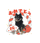 ポメチワ ブラックタン キジトラ 犬猫（個別スタンプ：8）