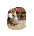 インコand恐竜スタンプ（個別スタンプ：8）