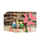 インコand恐竜スタンプ（個別スタンプ：15）